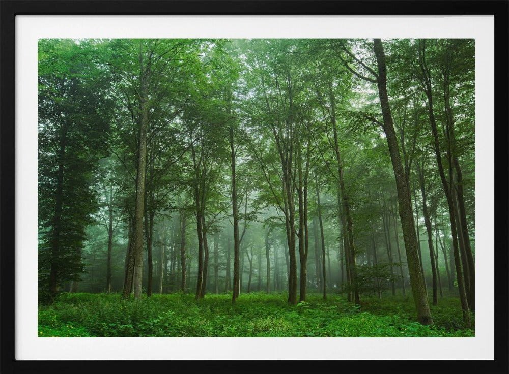 Forest View | Poster