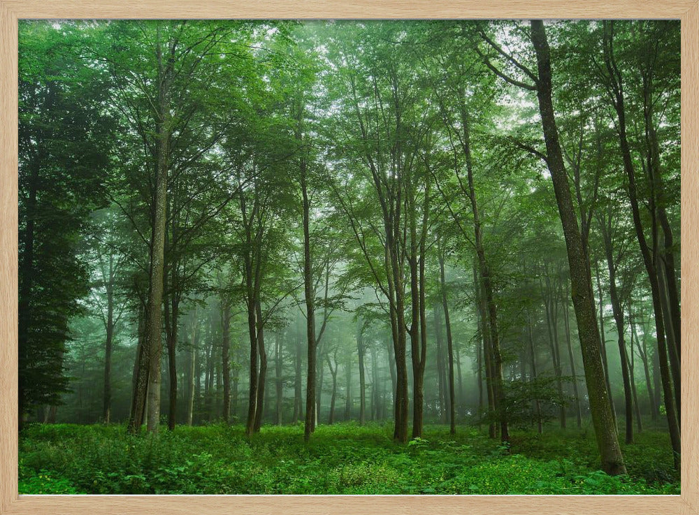 Forest View | Poster