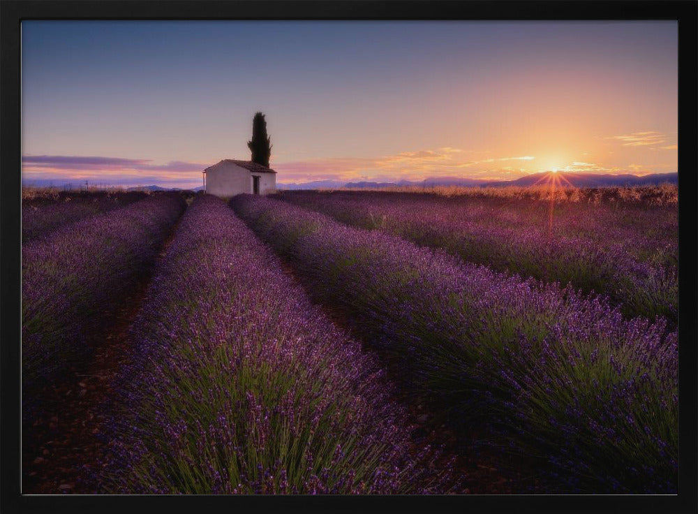 Provence Lavender | Poster