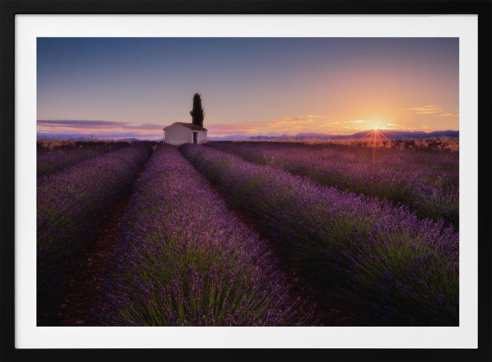 Provence Lavender | Poster