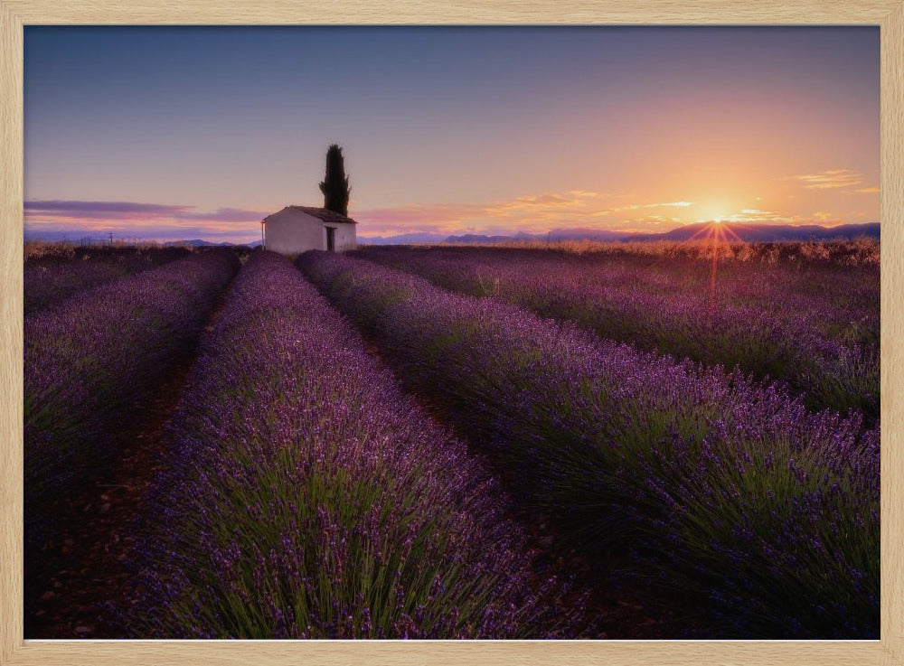 Provence Lavender | Poster