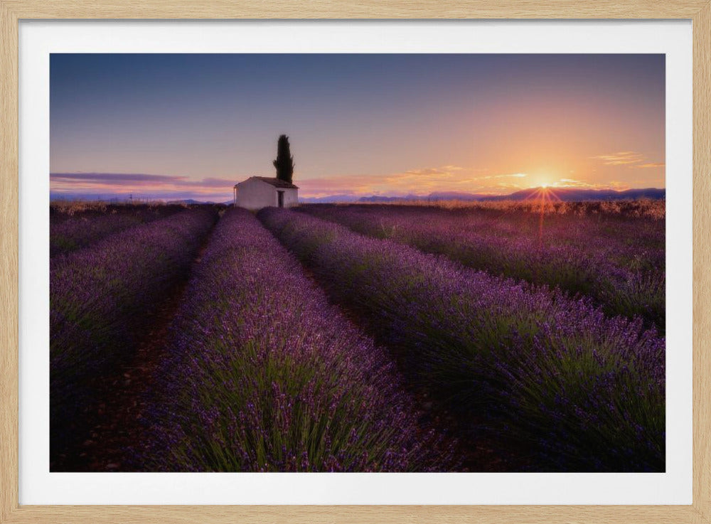 Provence Lavender | Poster