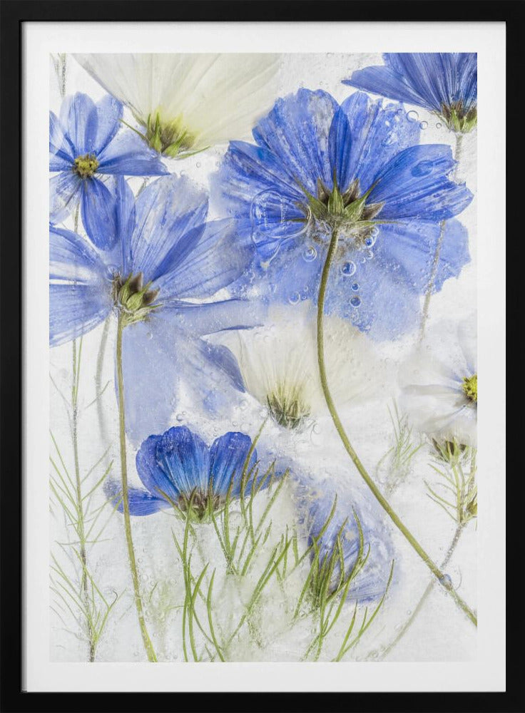 Cosmos blue | Poster