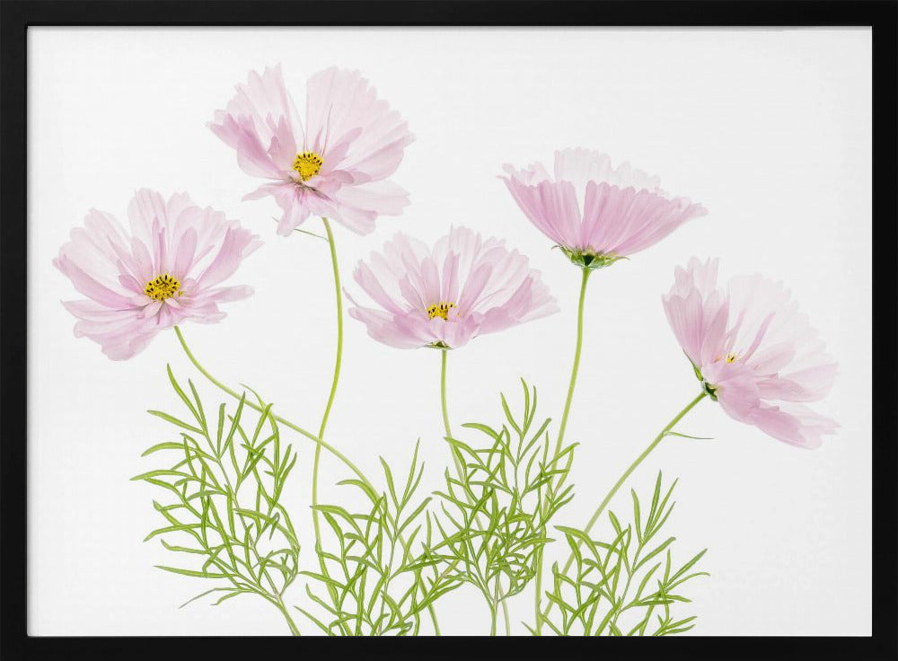 Cosmos Cupcake | Poster