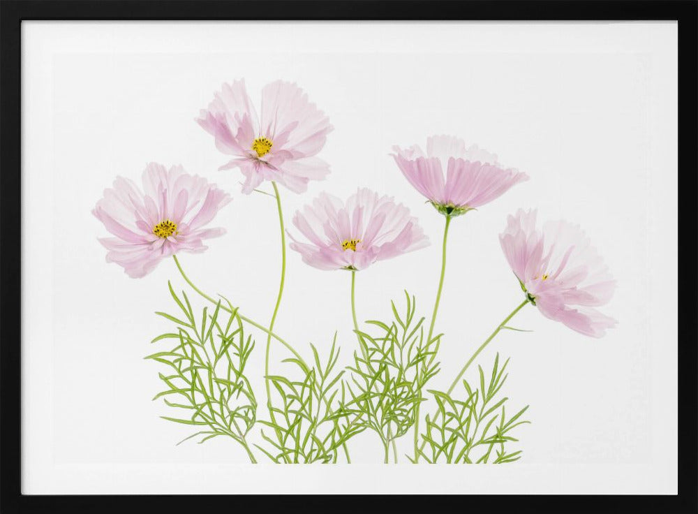 Cosmos Cupcake | Poster