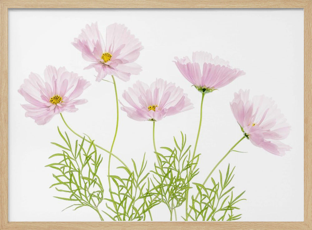 Cosmos Cupcake | Poster