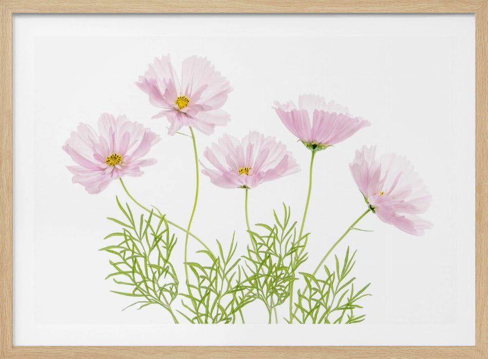 Cosmos Cupcake | Poster