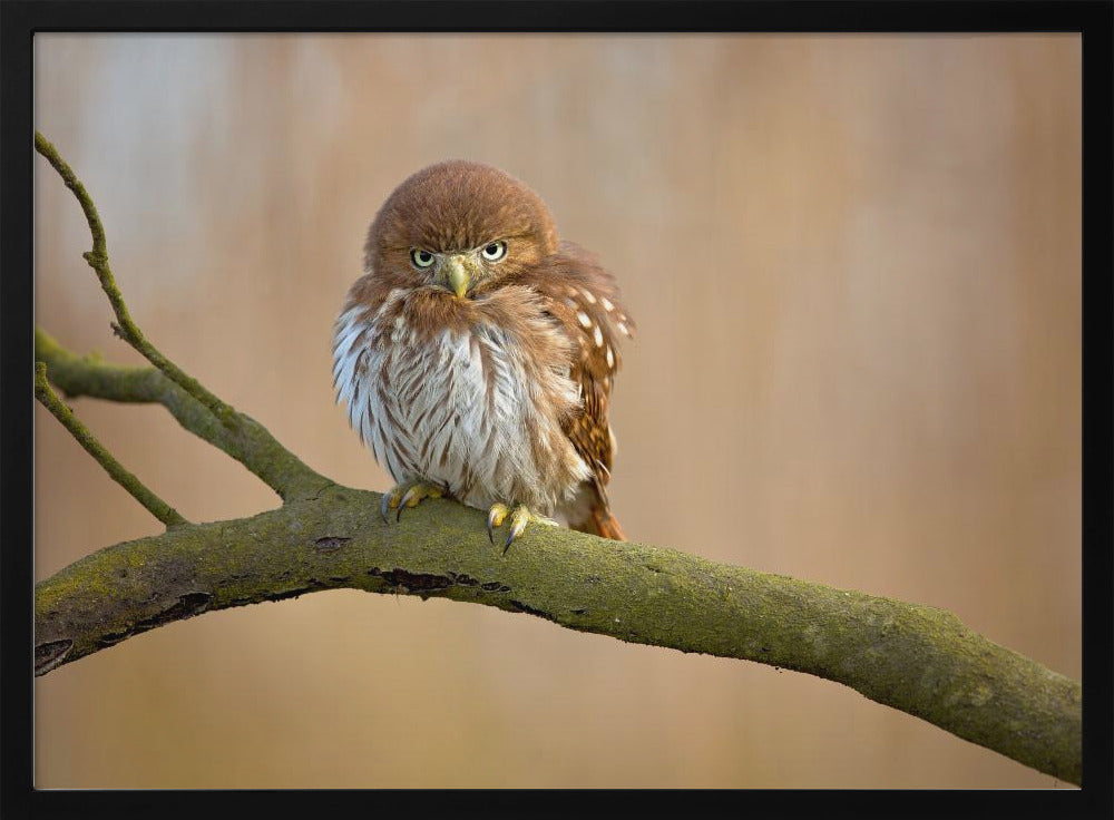 Ferruginous pygmy owl | Poster
