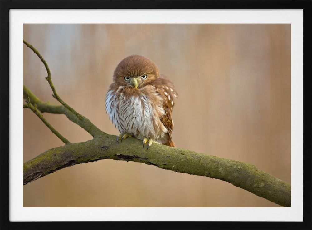 Ferruginous pygmy owl | Poster