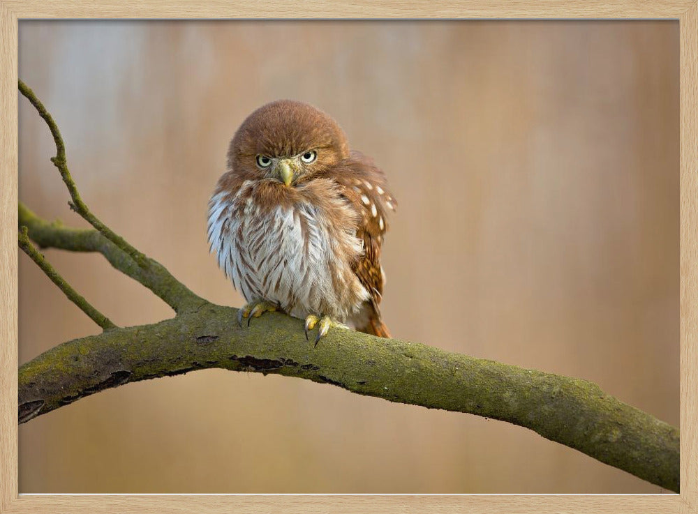 Ferruginous pygmy owl | Poster
