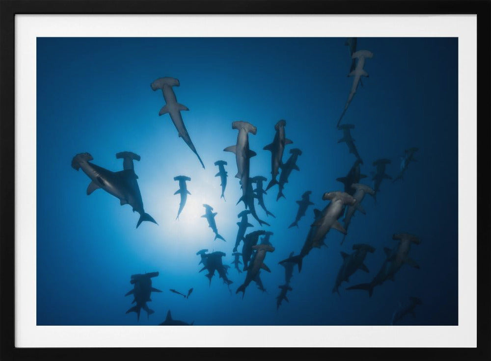 Hammerhead Shark - Underwater Photography | Poster