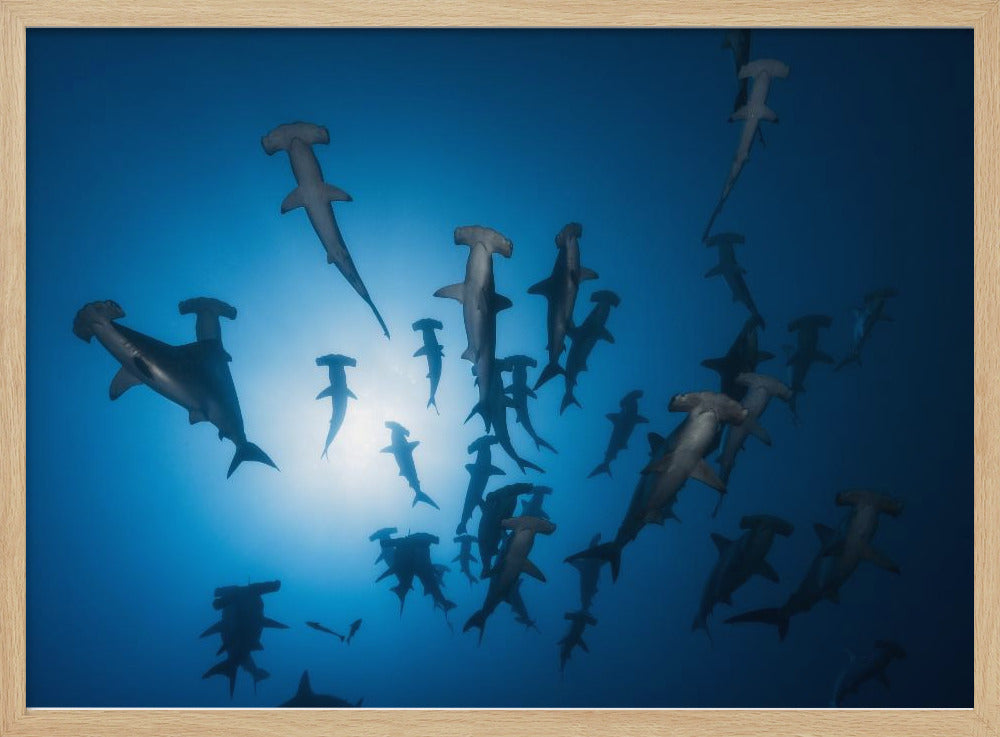 Hammerhead Shark - Underwater Photography | Poster