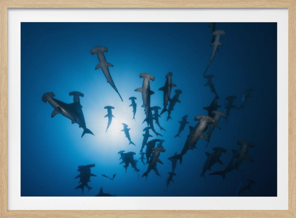 Hammerhead Shark - Underwater Photography | Poster