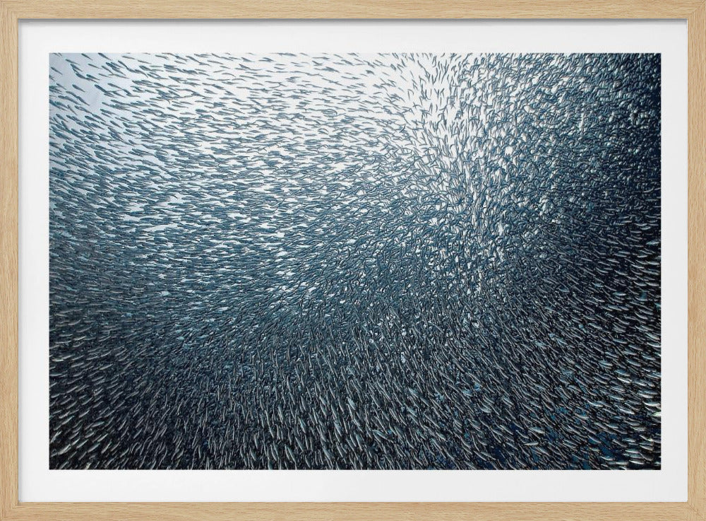 Sardines Firework | Poster