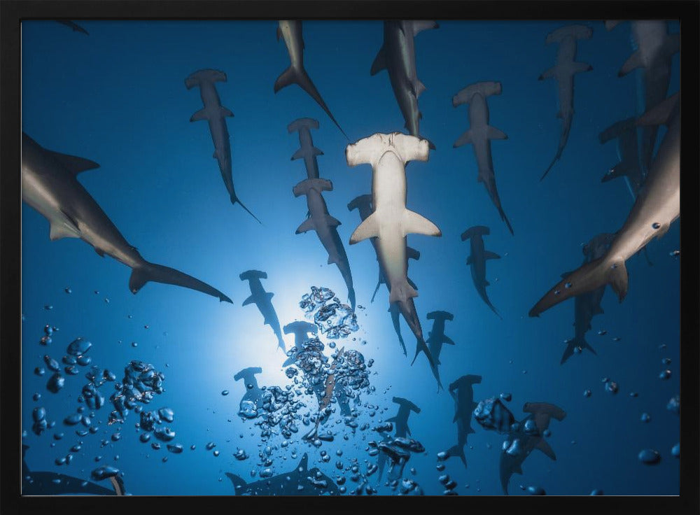 Hammerhead Shark | Poster
