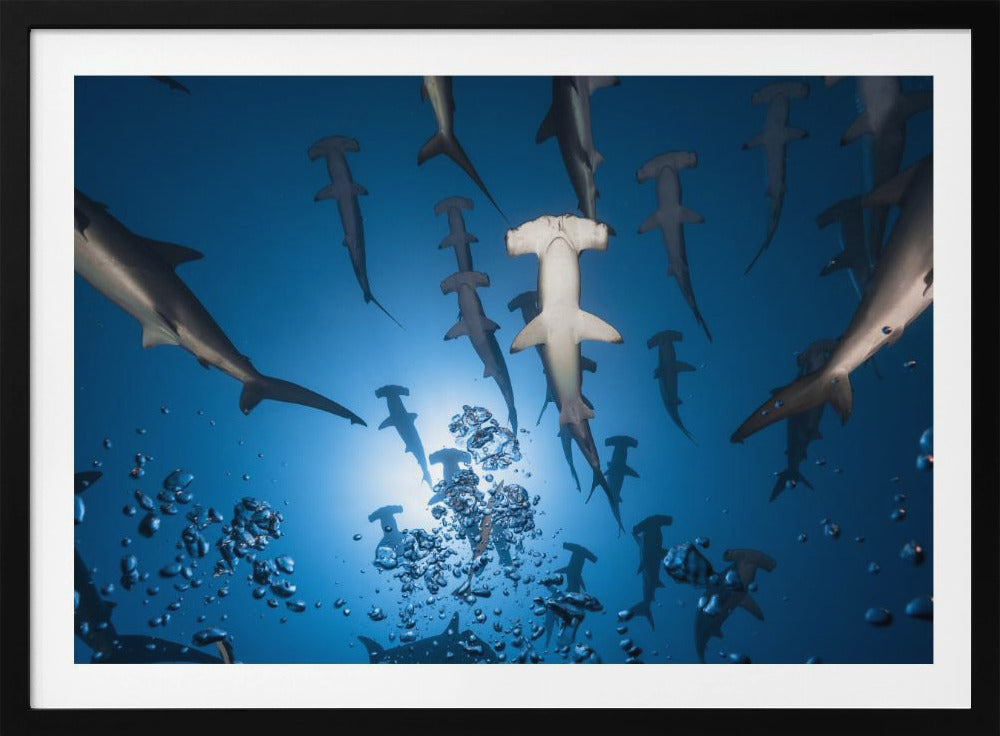 Hammerhead Shark | Poster