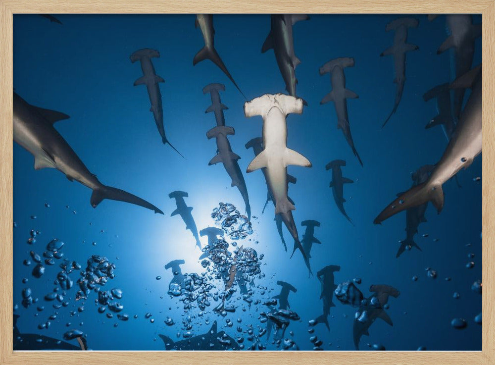 Hammerhead Shark | Poster