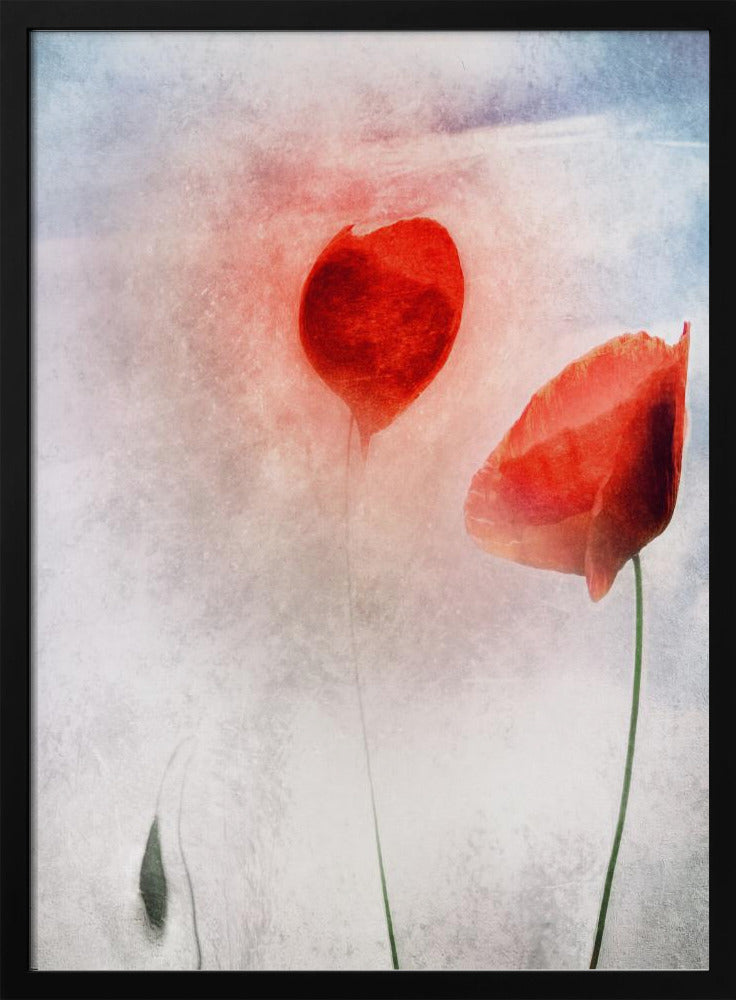 In Flanders Fields | Poster