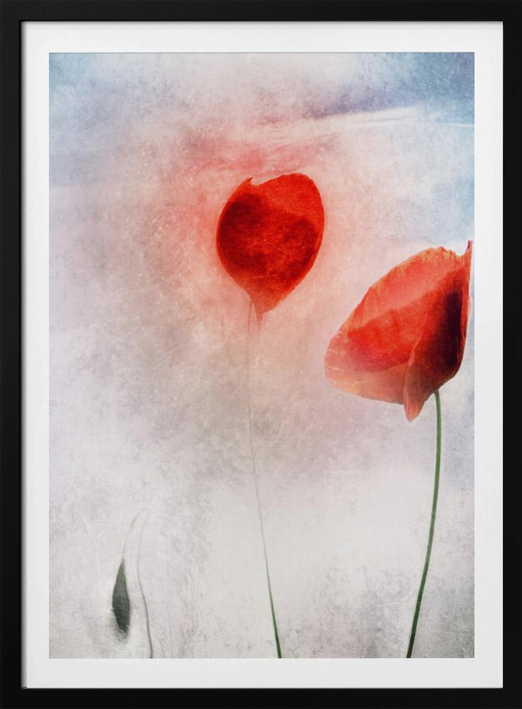In Flanders Fields | Poster