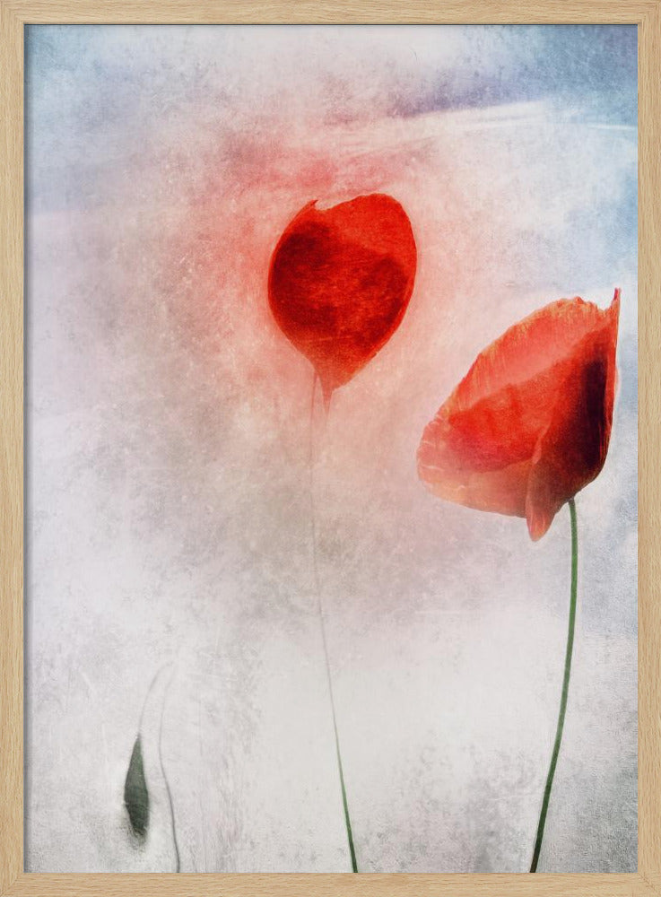 In Flanders Fields | Poster