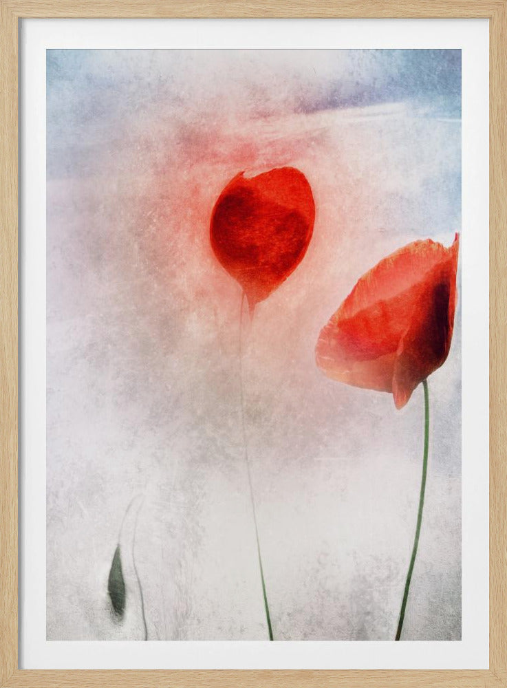 In Flanders Fields | Poster