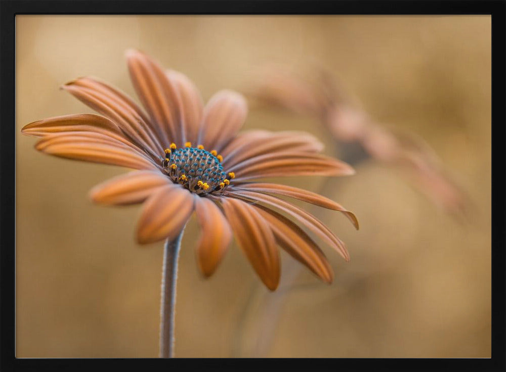 Summer glow | Poster