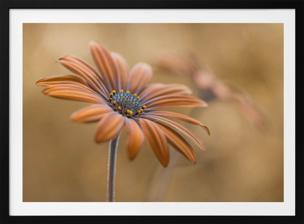 Summer glow | Poster