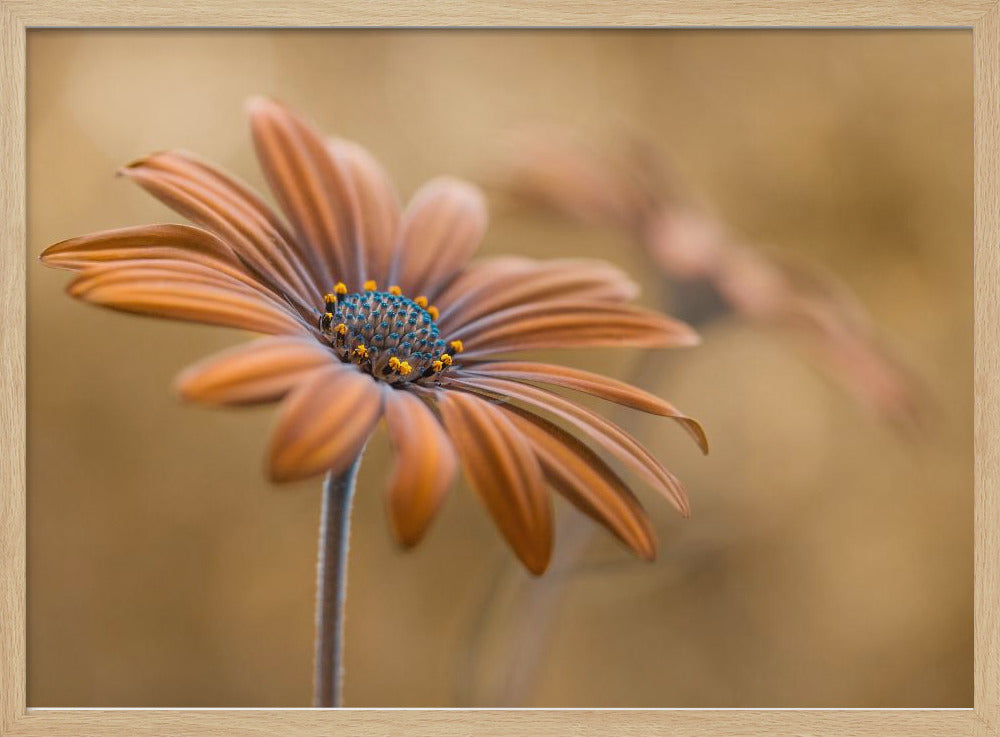 Summer glow | Poster