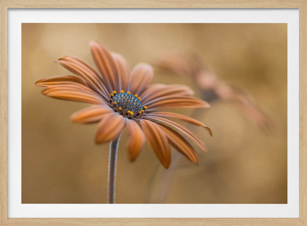 Summer glow | Poster