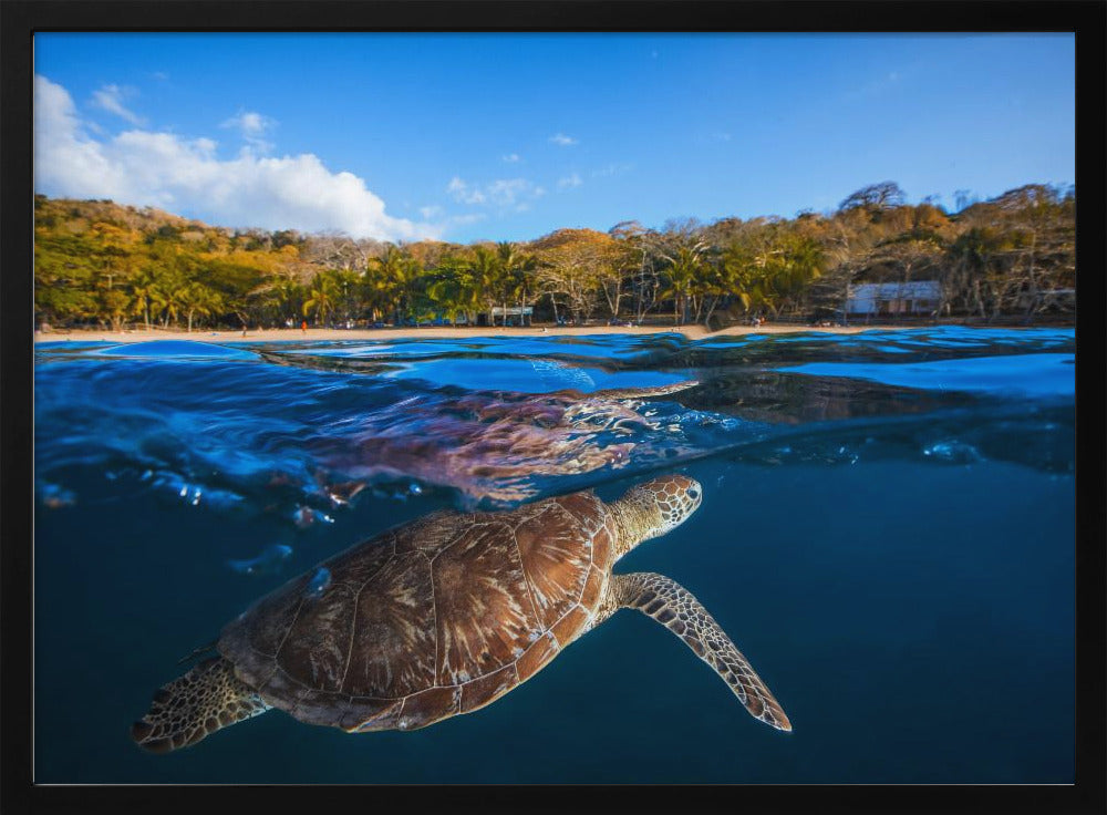 Green Turtle - Sea Turtle | Poster