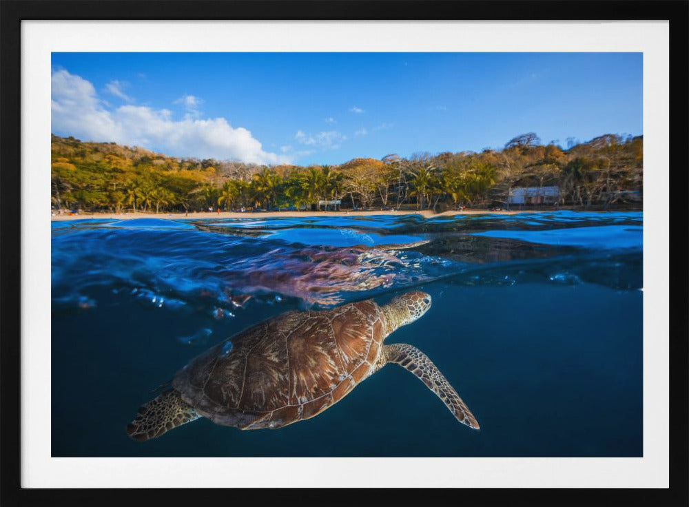 Green Turtle - Sea Turtle | Poster