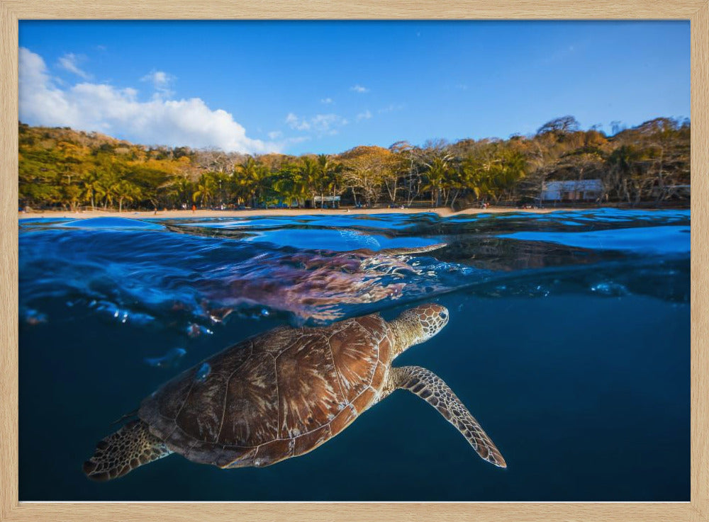 Green Turtle - Sea Turtle | Poster