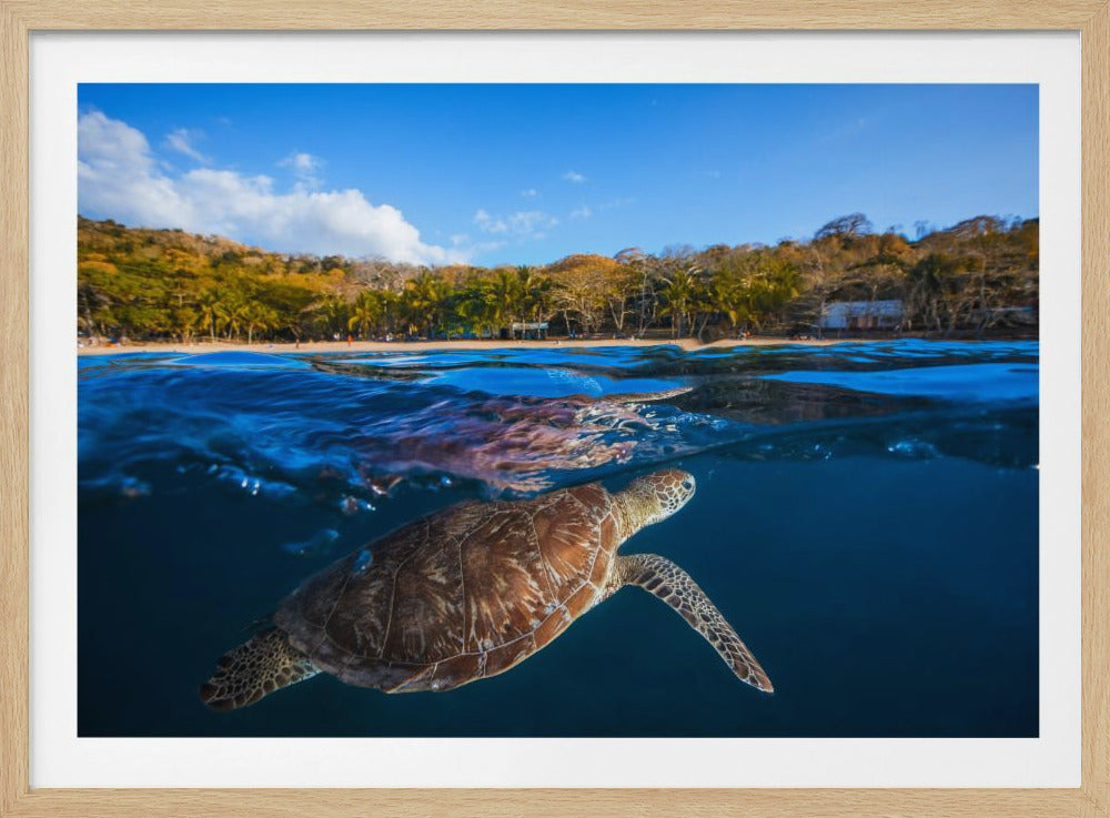 Green Turtle - Sea Turtle | Poster