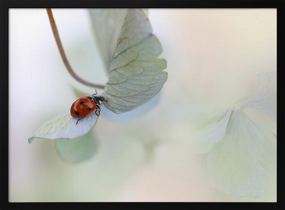 Ladybird on blue-green hydrangea | Poster