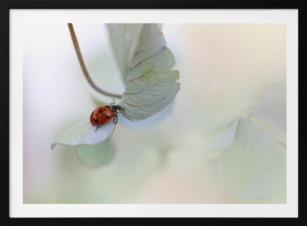 Ladybird on blue-green hydrangea | Poster