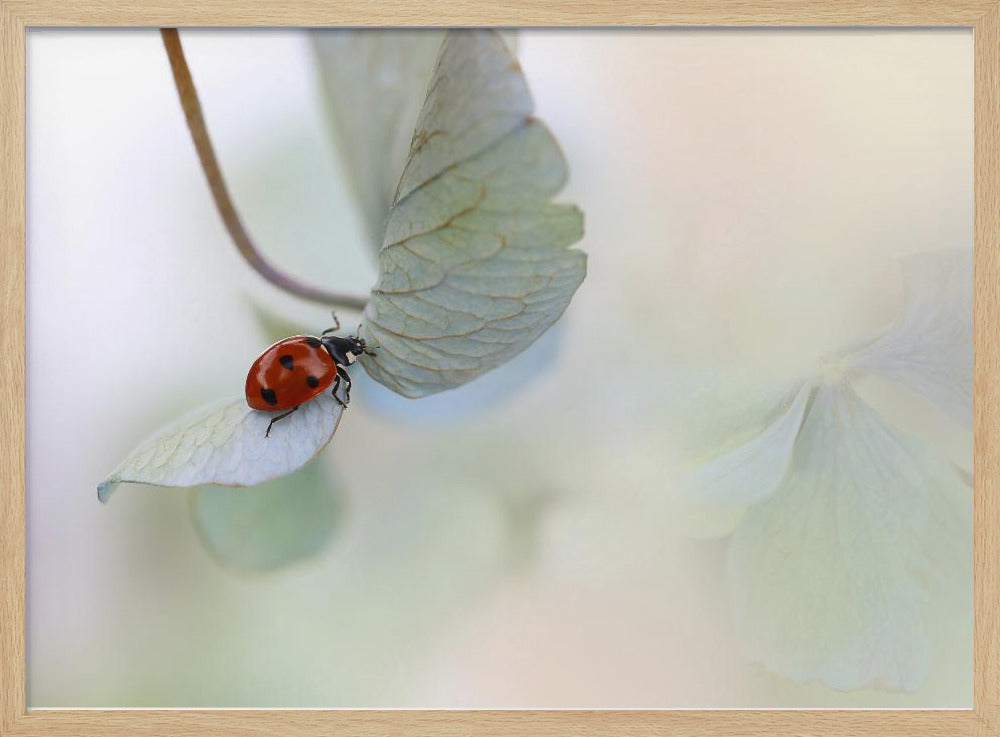 Ladybird on blue-green hydrangea | Poster