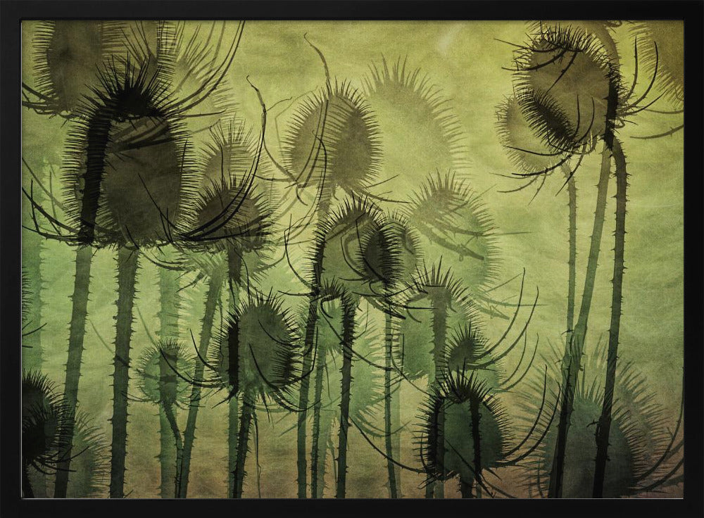 Wild Teasel | Poster