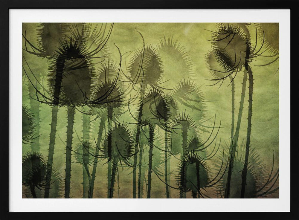 Wild Teasel | Poster