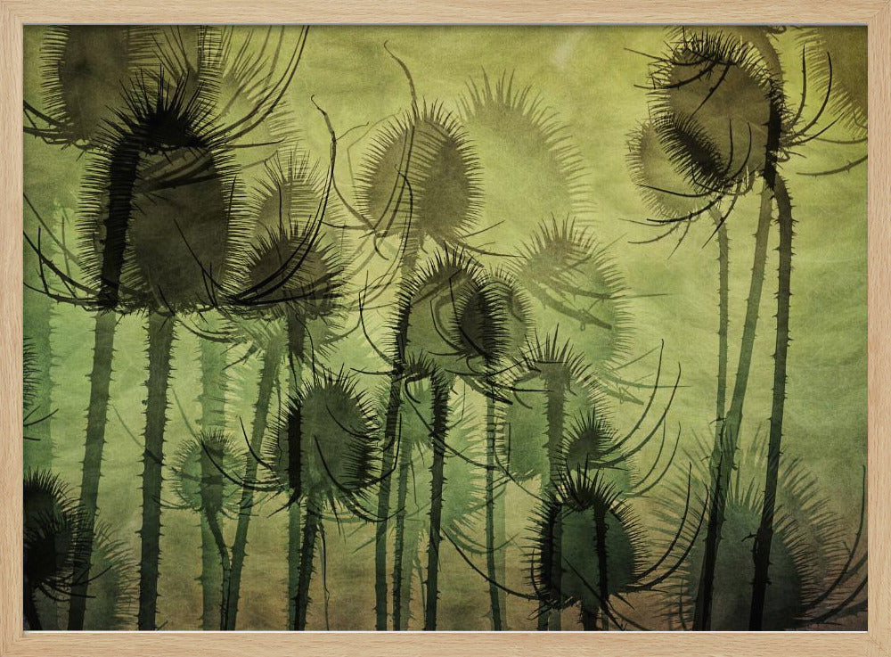 Wild Teasel | Poster