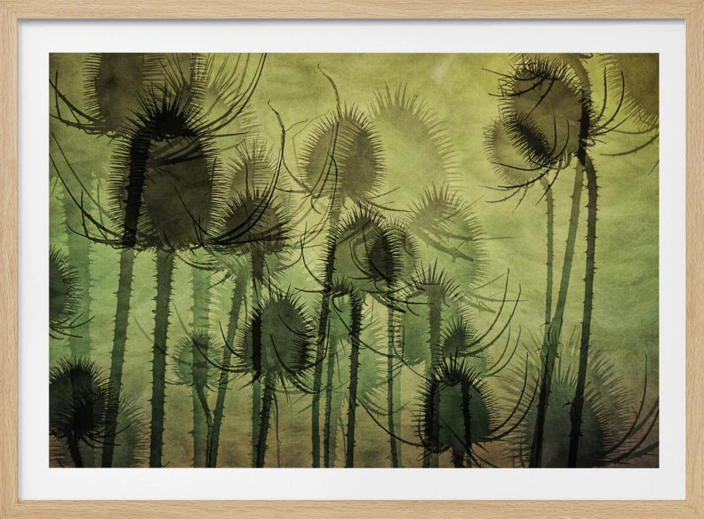 Wild Teasel | Poster