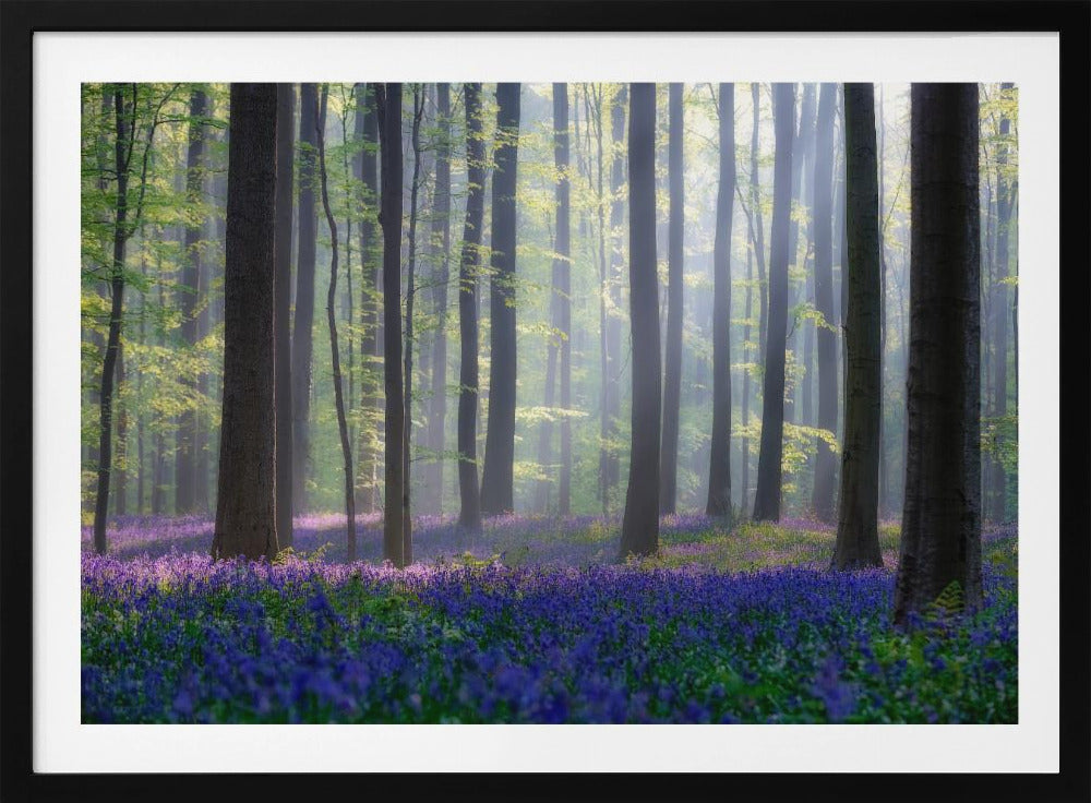 Bluebells | Poster