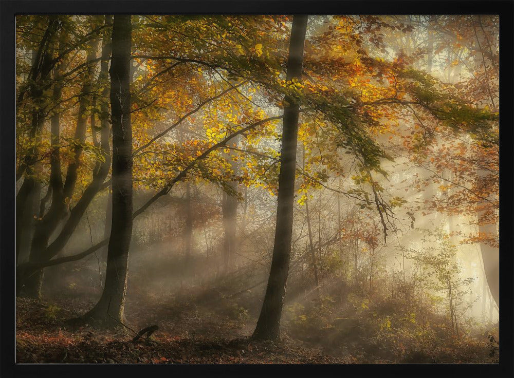 The lights of the forest | Poster