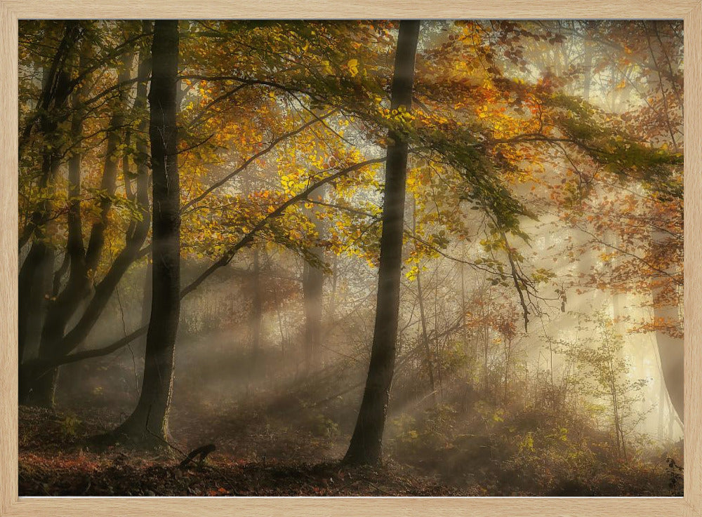 The lights of the forest | Poster