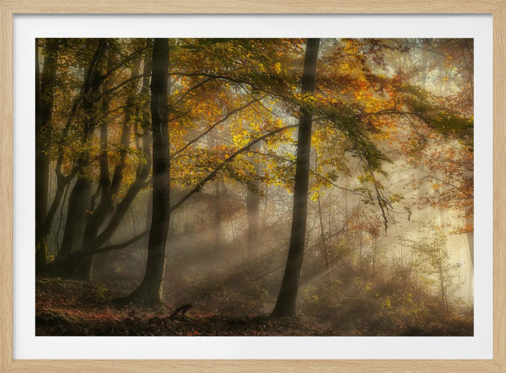 The lights of the forest | Poster