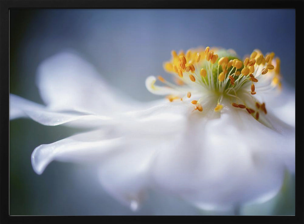 Anemone 1 | Poster