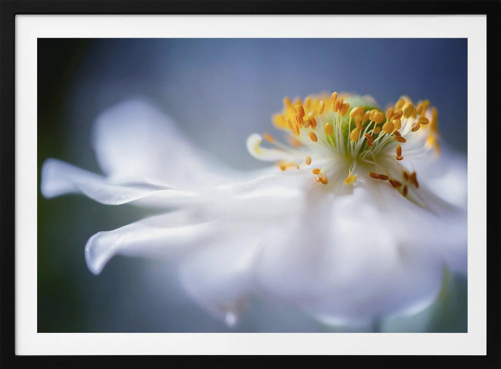 Anemone 1 | Poster