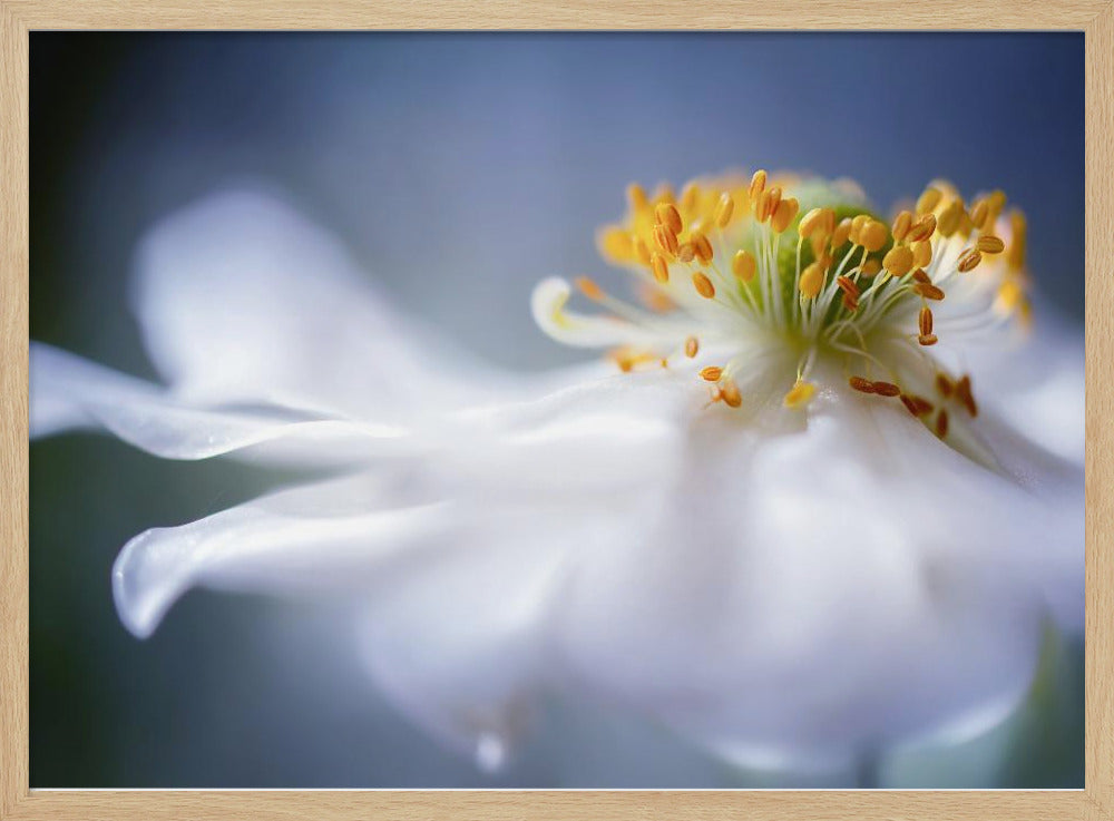 Anemone 1 | Poster