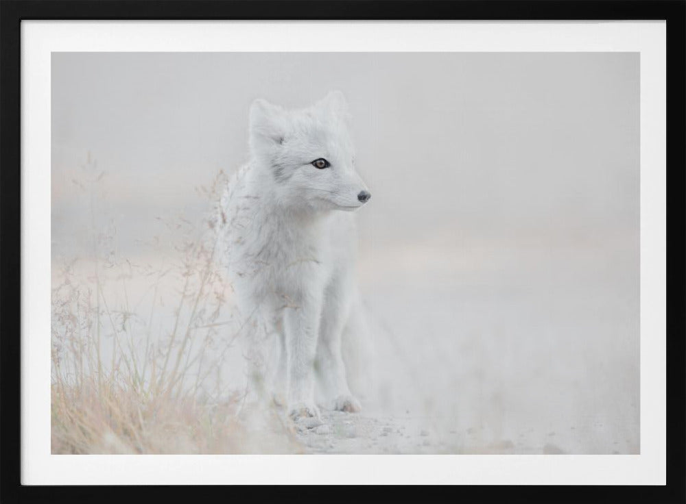 Looking around | Poster