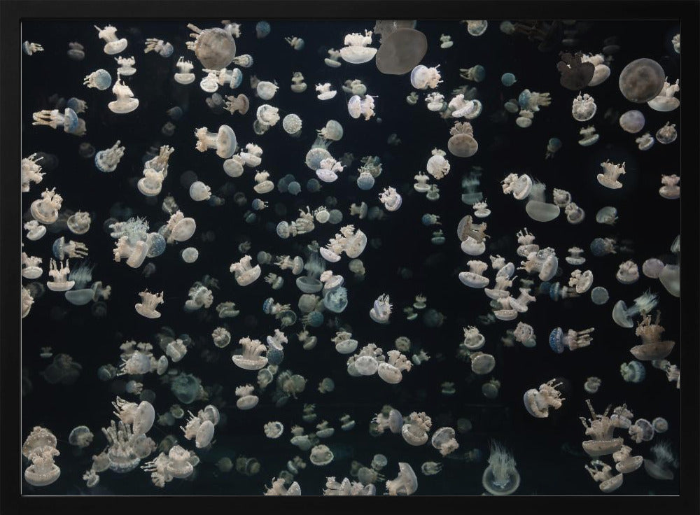 Just some Jellies | Poster