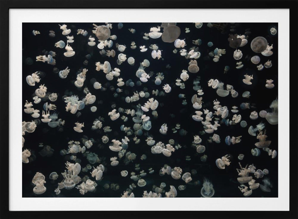 Just some Jellies | Poster